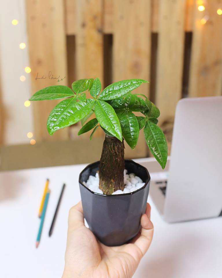Cây cảnh để bàn làm việc